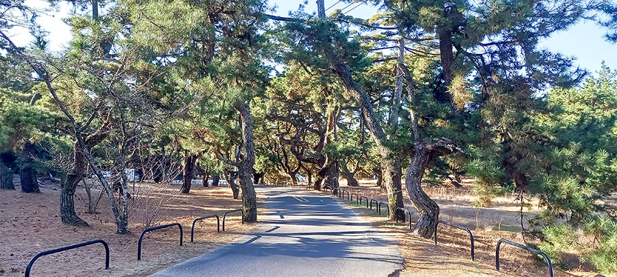 名勝・琴弾公園の松の木
