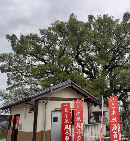 観音寺市指定文化財に指定された｢生木地蔵尊｣