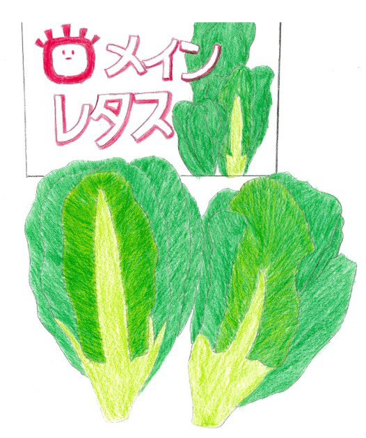 ロメインレタス