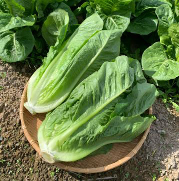 ロメインレタス