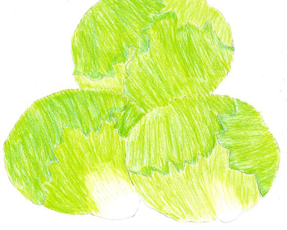 らりるれレタス